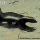 Illustration for article titled Monday Mustelid - Mellivora capensis Edition